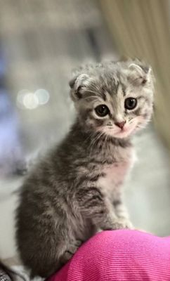 Котенок шотландский вислоухий