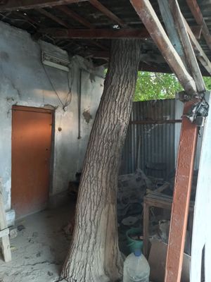 Орех Дерево продаю