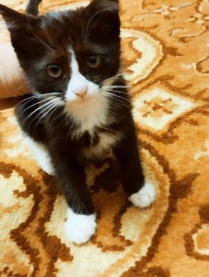 Смышлёный игривая кошечка в добрые руки , сибирский биколорный