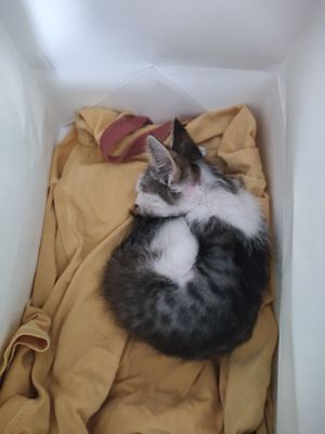 Маленький котёнок ищет дом и заботу