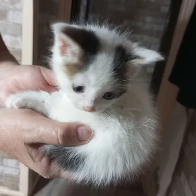 отдам в надёжные добрые руки