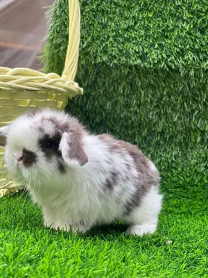 Карликовые крольчата , декоративные