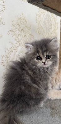 Продается котята