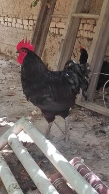 Jersigigant Qorashaxzoda