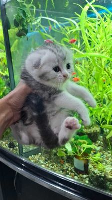 ПРОДАЕТСЯ Шотландские скотиш фолд
