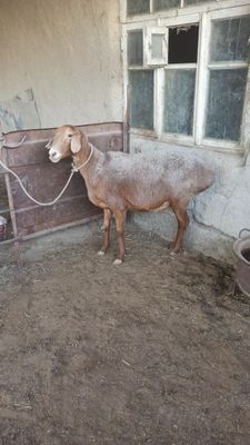 Арашан казоки ку́й сотилади