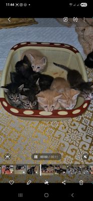 Котята в добрые руки!