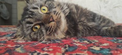 Марсик 1 год не кастрирован