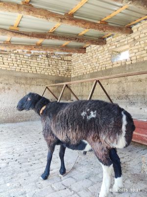 Qo'chqor sotiladi toza qazoqi zotli