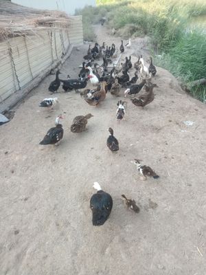 Ordak sotiladi arzon