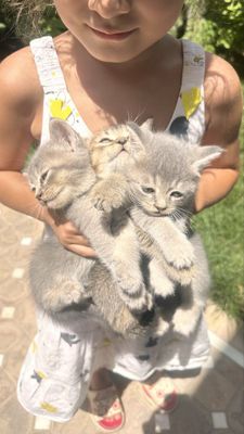 Котята скоттиш страйт