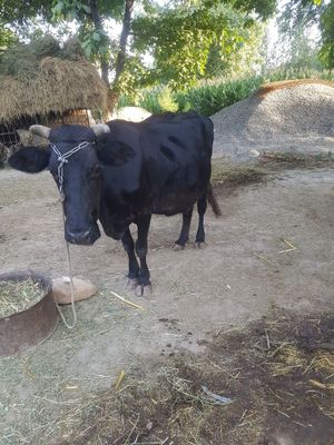 Mollar sotiladi yeb ichishiga garantiya