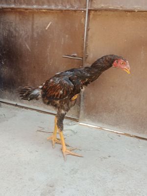 Bobo jojalar sotiladi