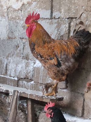 jaydari horoz