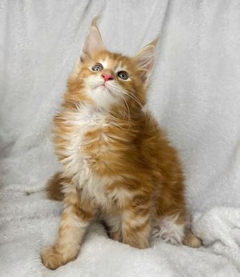 Мейн-кун…Котята ищут любящих родителей.