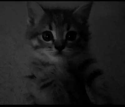 скотч фолд сотилади