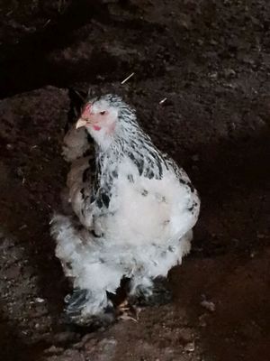Bramma tovuq va xoroz sotilad