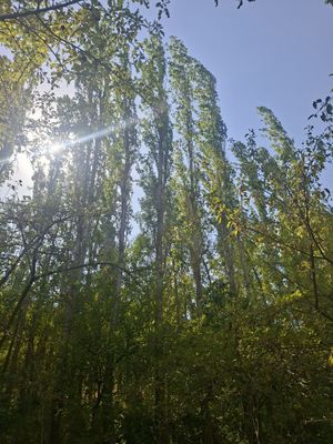 Терак мирза терак
