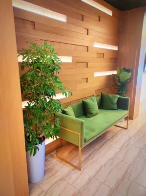 Офисные растения и цветы