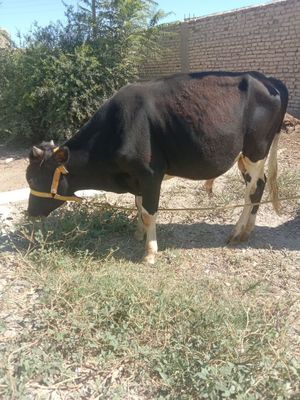 Buqacha sotiladi soglom