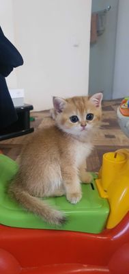 Золотая шиншила котенок девочка