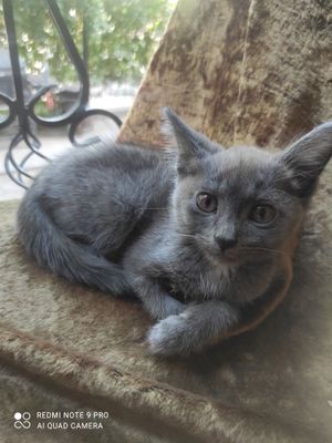 Котята скоттиш-страйт