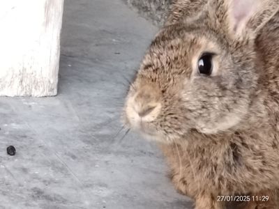 Продаётся зайчики