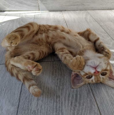 Котёнок в добрые руки