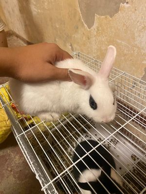2 ta Karlik quyonla sotiladi toshbaqa bilan quyoni ini bonus