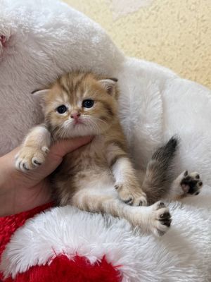 Шотландские котята На продаже шотландские слоухие и прямоухие