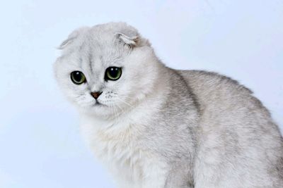 животные