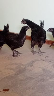 100% Qora shaxzoda sptiladi