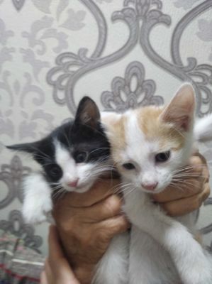 Бесплатно котята