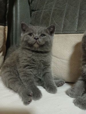Toza zotli Scottish Fold mushuklari boshqa turlari ham bor