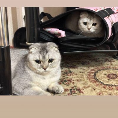 Mushuklar 2ta. Zoti Scottish fold.