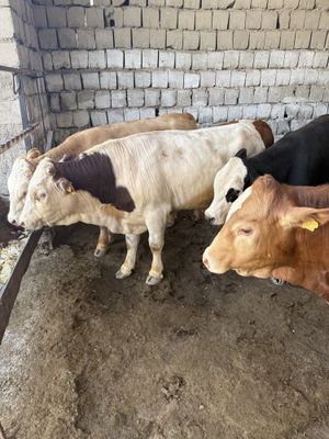Buqalar Smental grenford limuzin miki maus zotli