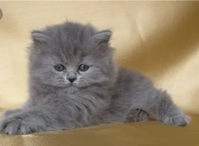 Mushukchalar arzon narxda