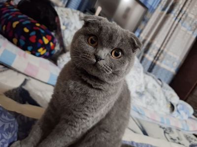 Продам кошку 1 год