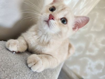 Котёнок продаётся