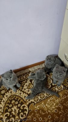 Scottish Fold va Straight 26-may tug'ilgan