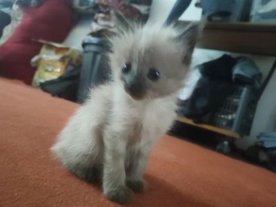 Продается Сиамская кошка
