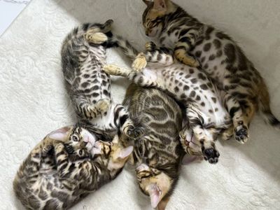 Бенгальские кошки