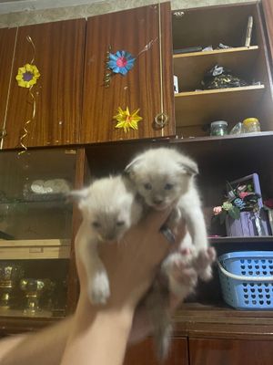 Продается котята. Девочки