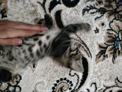 котята три можно брать отдельно