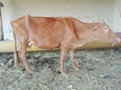 6 litr sutli ichi bugʻoz ona bola sigir sotiladi