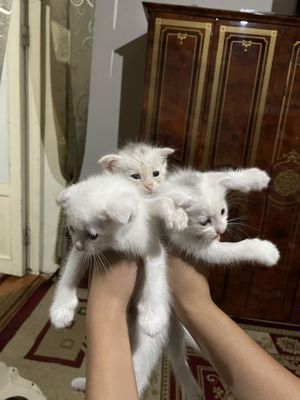 Шатласки кошка shatlanski mushuk