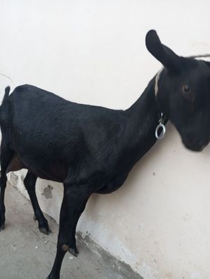 Mursiyana granada echki sotiladi