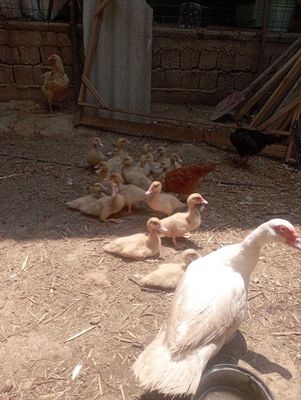 Продаются королевские индоутята