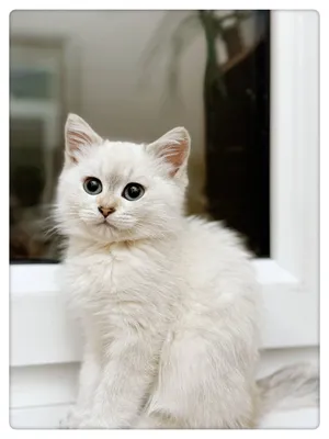 Шотлансдкая прямоухая девочка