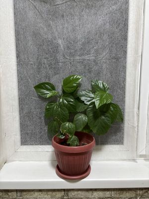 Комнатные цветы
